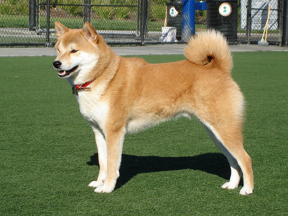 시바견 사진
